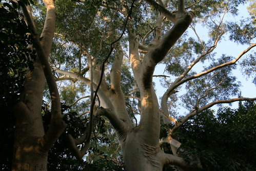 花園式校園廈門大學驢行印象